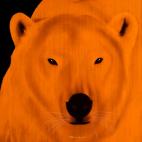 POLAR-BEAR-ORANGE POLAR BEAR ELECTRIC BLUE  Showroom - Inkjet on plexi, limited editions, numbered and signed. Wildlife painting Art and decoration. Click to select an image, organise your own set, order from the painter on line